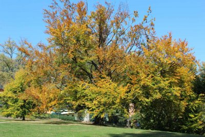 Fagus sylvatica - buk lesní (19) - podzimní habytus